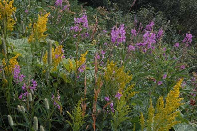 wildflowers